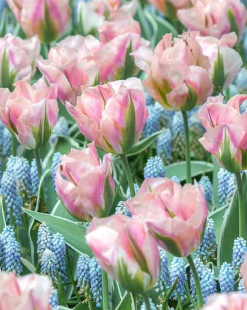 Tulip 'China Town' -UK Garden Plants Sales 2024 tulip china town 1