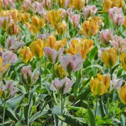 Tulip 'China Town' -UK Garden Plants Sales 2024 tulip china town 3