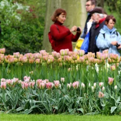 Tulip 'China Town' -UK Garden Plants Sales 2024 tulip china town 3 b2fa9c66 ee19 4102 9f38 50964072caa4