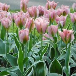 Tulip 'China Town' -UK Garden Plants Sales 2024 tulip china town 4