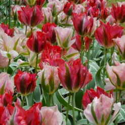 Tulip 'China Town' -UK Garden Plants Sales 2024 tulip china town 5