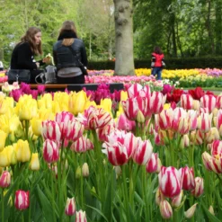 Tulip Collection 'Club Mix' 11 Tulip Collection 'Club Mix' -UK Garden Plants Sales 2024 tulip club mix 3