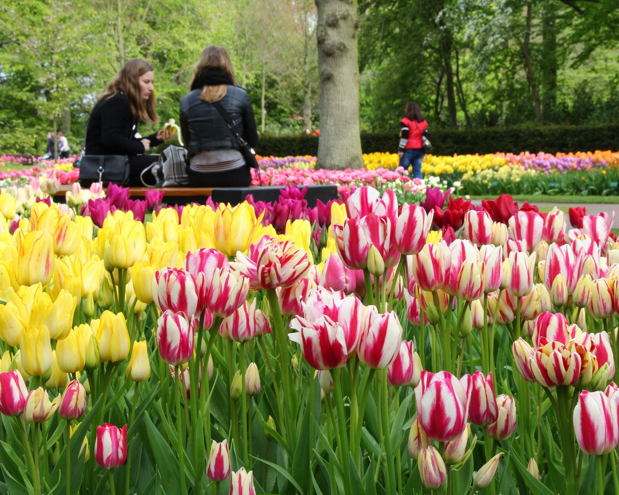 Tulip Collection 'Club Mix' 6 Tulip Collection 'Club Mix' - Image 4