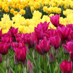 Tulip Collection 'Club Mix' 12 Tulip Collection 'Club Mix' -UK Garden Plants Sales 2024 tulip club mix 4