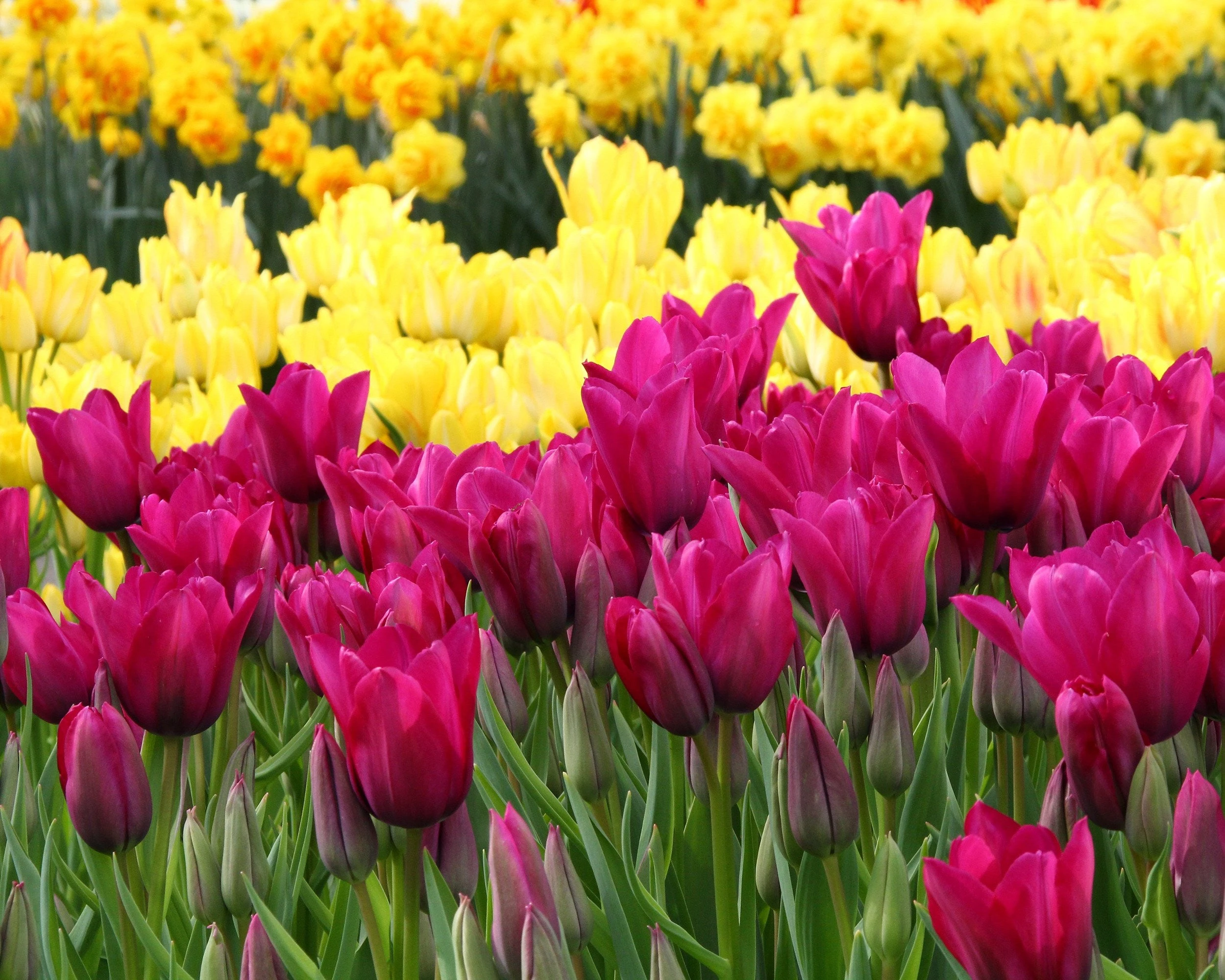 Tulip Collection 'Club Mix' 7 Tulip Collection 'Club Mix' - Image 5