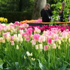 Tulip Collection 'Club Mix' 10 Tulip Collection 'Club Mix' -UK Garden Plants Sales 2024 tulip club mix 5