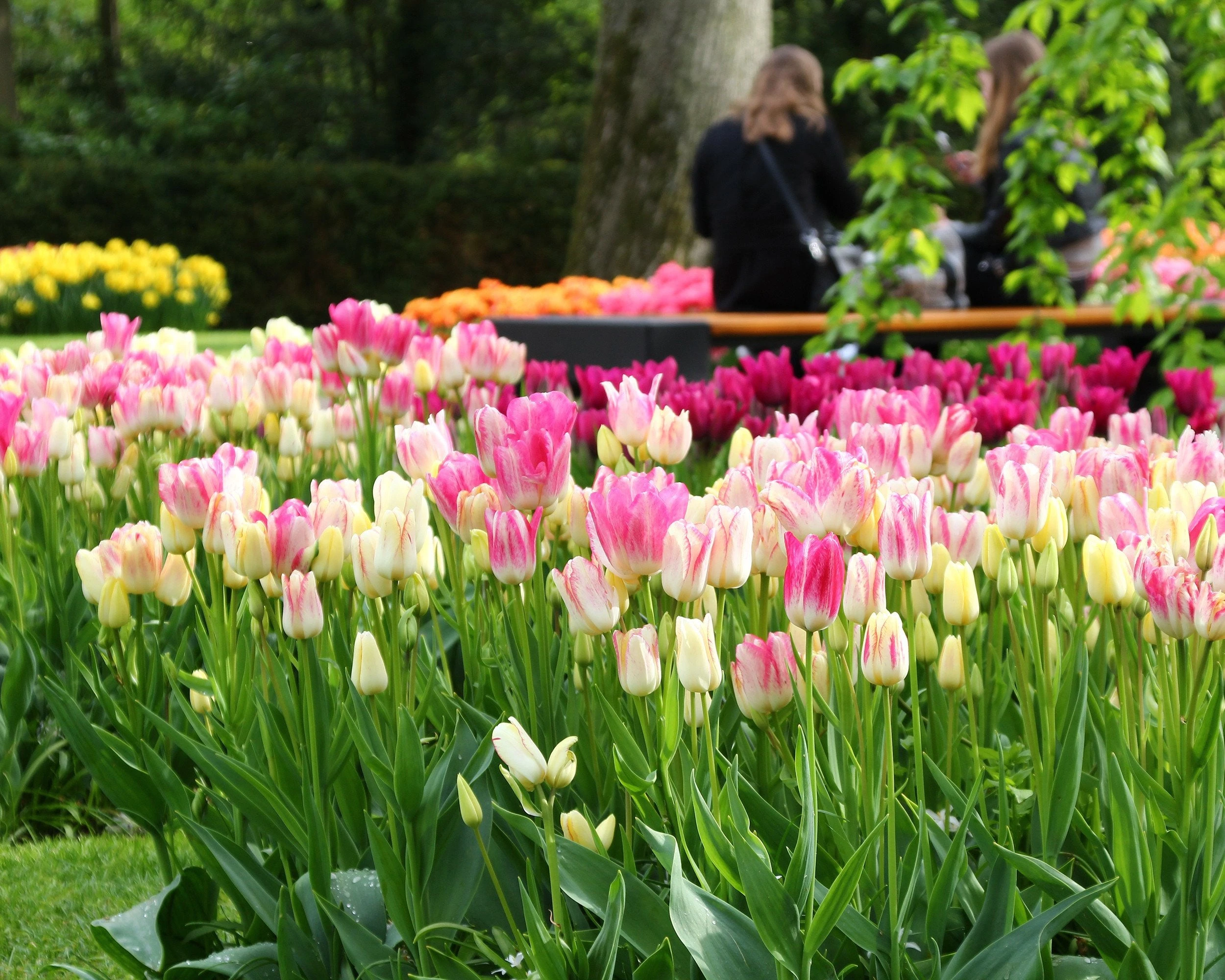 Tulip Collection 'Club Mix' 5 Tulip Collection 'Club Mix' - Image 3