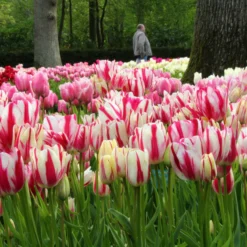 Tulip Collection 'Club Mix' 13 Tulip Collection 'Club Mix' -UK Garden Plants Sales 2024 tulip club mix 6