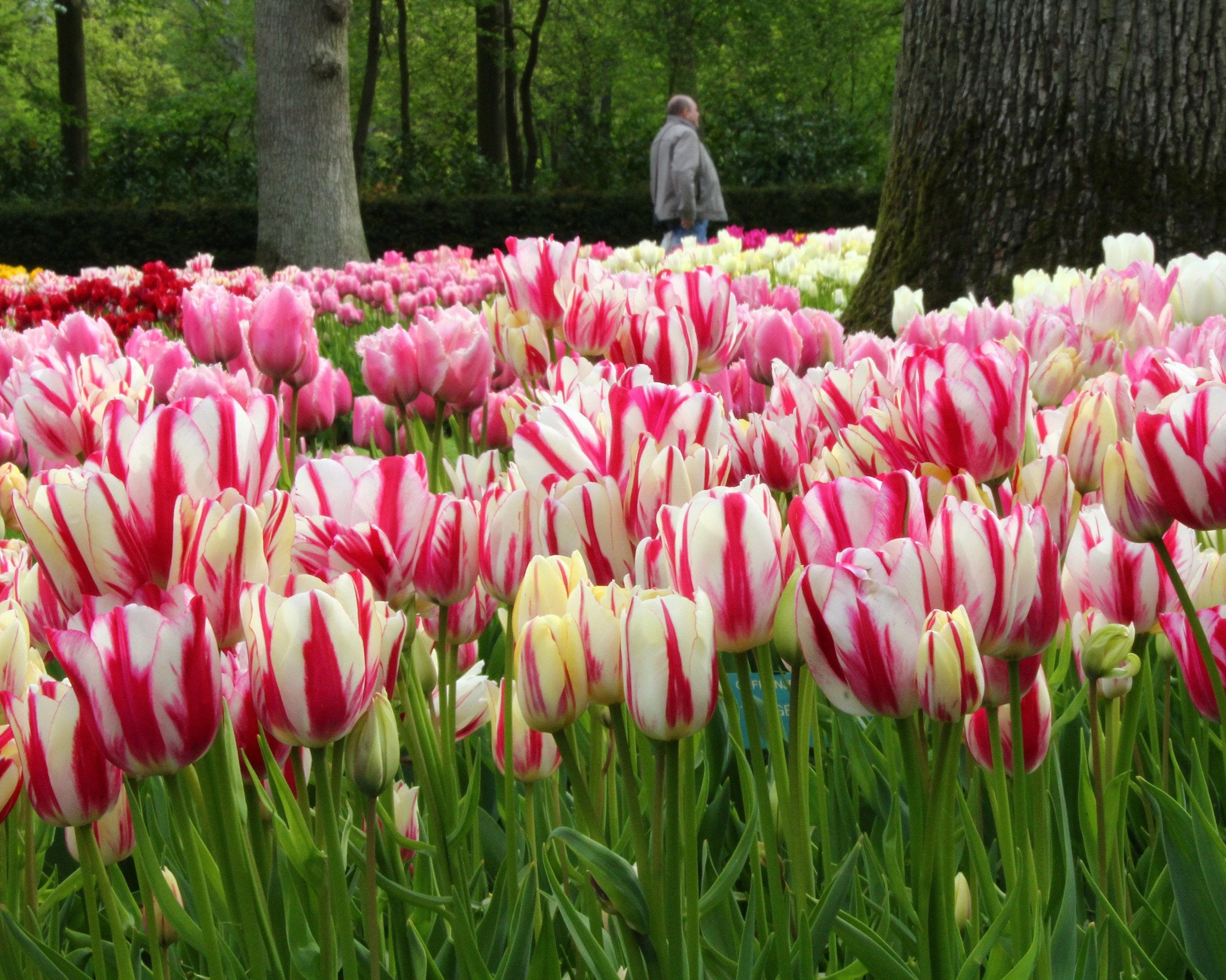 Tulip Collection 'Club Mix' 8 Tulip Collection 'Club Mix' - Image 6