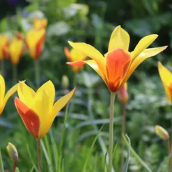 Tulip Clusiana Var. Chrysantha -UK Garden Plants Sales 2024 tulip clusiana chrysantha 00