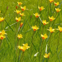 Tulip Clusiana Var. Chrysantha -UK Garden Plants Sales 2024 tulip clusiana chrysantha 2 scaled