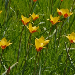 Tulip Clusiana Var. Chrysantha -UK Garden Plants Sales 2024 tulip clusiana chrysantha 3 scaled