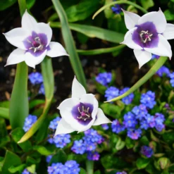 Tulip 'Coerulea Oculata Alba' -UK Garden Plants Sales 2024 tulip coerulea oculata alba 1 scaled
