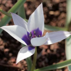 Tulip 'Coerulea Oculata Alba' -UK Garden Plants Sales 2024 tulip coerulea oculata alba 2 scaled