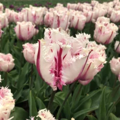 Tulip 'Coldplay' -UK Garden Plants Sales 2024 tulip coldplay 01 scaled