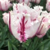 Tulip 'Coldplay' -UK Garden Plants Sales 2024 tulip coldplay 02 scaled