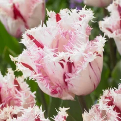 Tulip 'Coldplay' -UK Garden Plants Sales 2024 tulip coldplay 1