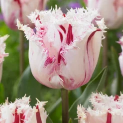 Tulip 'Coldplay' -UK Garden Plants Sales 2024 tulip coldplay 2