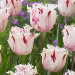 Tulip 'Coldplay' -UK Garden Plants Sales 2024 tulip coldplay 3