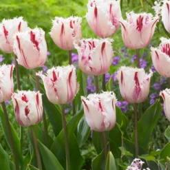 Tulip 'Coldplay' -UK Garden Plants Sales 2024 tulip coldplay 4