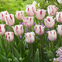 Tulip 'Coldplay' -UK Garden Plants Sales 2024 tulip coldplay 5