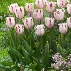 Tulip 'Coldplay' -UK Garden Plants Sales 2024 tulip coldplay 6
