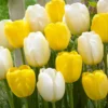 Tulip Collection 'Best Wishes' -UK Garden Plants Sales 2024 tulip collection best wishes 1