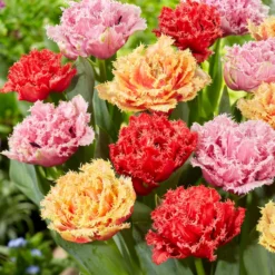 Tulip Collection 'Down Under' -UK Garden Plants Sales 2024 tulip collection down under 2 scaled