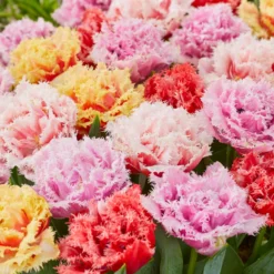 Tulip Collection 'Down Under' -UK Garden Plants Sales 2024 tulip collection down under 3 scaled