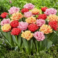 Tulip Collection 'Down Under' -UK Garden Plants Sales 2024 tulip collection down under 4 scaled