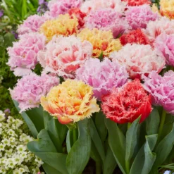 Tulip Collection 'Down Under' -UK Garden Plants Sales 2024 tulip collection down under 5 scaled