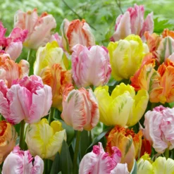 Tulip Collection 'Pastel Parrots' -UK Garden Plants Sales 2024 tulip collection pastel parrots 1 scaled