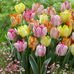Tulip Collection 'Pastel Parrots' -UK Garden Plants Sales 2024 tulip collection pastel parrots 2 scaled