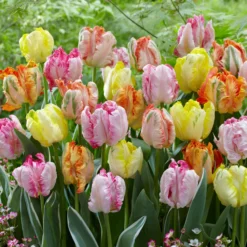 Tulip Collection 'Pastel Parrots' -UK Garden Plants Sales 2024 tulip collection pastel parrots 3 scaled