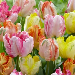 Tulip Collection 'Pastel Parrots' -UK Garden Plants Sales 2024 tulip collection pastel parrots 4 scaled