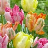 Tulip Collection 'Pastel Parrots' -UK Garden Plants Sales 2024 tulip collection pastel parrots 5