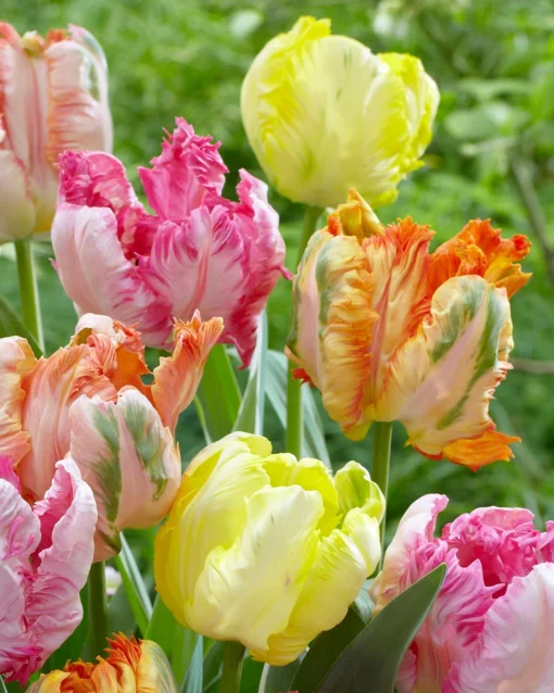 Tulip Collection 'Pastel Parrots' -UK Garden Plants Sales 2024 tulip collection pastel parrots 5