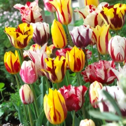 Tulip Collection 'Rembrandt's Strokes'