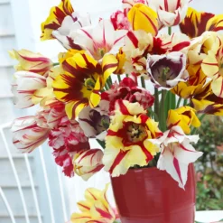 Tulip Collection 'Rembrandt's Strokes' -UK Garden Plants Sales 2024 tulip collection rembrandt strokes 1