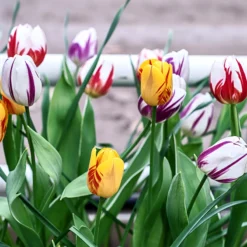 Tulip Collection 'Rembrandt's Strokes' -UK Garden Plants Sales 2024 tulip collection rembrandt strokes 3