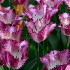 Tulip 'Colour Fusion' 18 Tulip 'Colour Fusion' -UK Garden Plants Sales 2024 tulip colour fusion 1 scaled