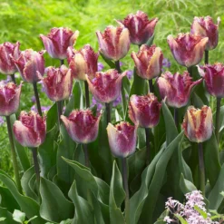 Tulip 'Colour Fusion' 23 Tulip 'Colour Fusion' -UK Garden Plants Sales 2024 tulip colour fusion 10