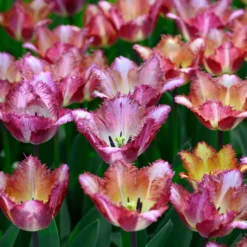 Tulip 'Colour Fusion' 17 Tulip 'Colour Fusion' -UK Garden Plants Sales 2024 tulip colour fusion 2 scaled