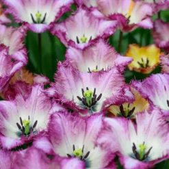 Tulip 'Colour Fusion' 19 Tulip 'Colour Fusion' -UK Garden Plants Sales 2024 tulip colour fusion 3 scaled