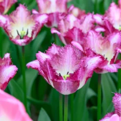 Tulip 'Colour Fusion' 20 Tulip 'Colour Fusion' -UK Garden Plants Sales 2024 tulip colour fusion 4 scaled