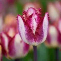 Tulip 'Colour Fusion' 15 Tulip 'Colour Fusion' -UK Garden Plants Sales 2024 tulip colour fusion 5