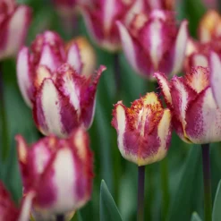 Tulip 'Colour Fusion' 21 Tulip 'Colour Fusion' -UK Garden Plants Sales 2024 tulip colour fusion 6