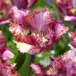 Tulip 'Colour Fusion' 16 Tulip 'Colour Fusion' -UK Garden Plants Sales 2024 tulip colour fusion 7