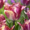Tulip 'Colour Fusion' 2 Tulip 'Colour Fusion' -UK Garden Plants Sales 2024 tulip colour fusion 8