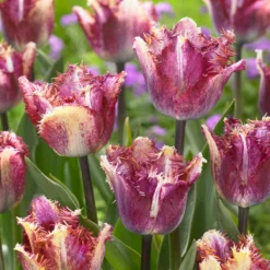 Tulip 'Colour Fusion' 22 Tulip 'Colour Fusion' -UK Garden Plants Sales 2024 tulip colour fusion 9